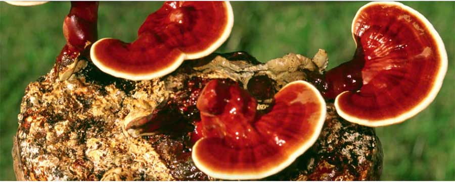 قارچ گانودرما لوسیدوم: گنجینه ای از دل طبیعت