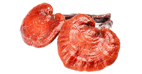 قارچ گانودرما