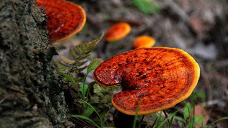 تاثیرات معجزه آسای قارچ گانودرما بر مو