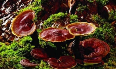 قارچ گانودرما