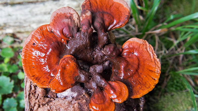 فواید قارچ گانودرما برای درمان میگرن