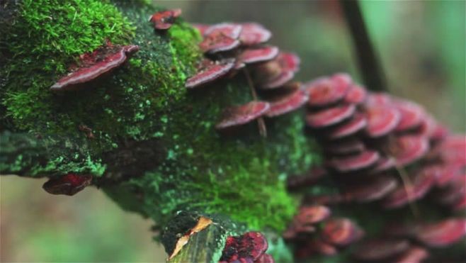 قارچ گانودرما و پوست