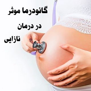 تاثیر مصرف قارچ گانودرما بر درمان نازایی و عفونت های زنان تاثیر مصرف قارچ گانودرما بر درمان نازایی و عفونت های زنان