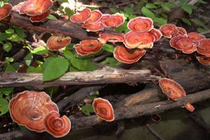 دیگر روش های درمان عفونت واژن و نازایی در زنان در کنار مصرف قارچ گانودرما دیگر روش های درمان عفونت واژن و نازایی در زنان در کنار مصرف قارچ گانودرما