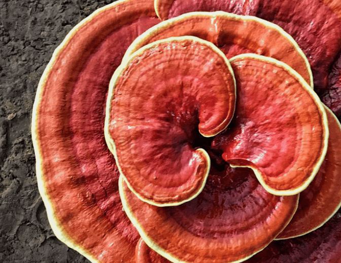 قارچ گانودرما و پوست