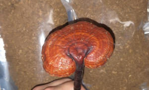 فواید قارچ گانودرما برای درمان بیماری نقرس