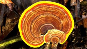 فواید قارچ گانودرما برای درمان اختلالات عملکرد تیروئید فواید قارچ گانودرما برای درمان اختلالات عملکرد تیروئید