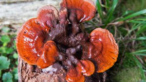 آشنایی با مهمترین فواید قارچ گانودرما و آزمایشات بالینی آشنایی با مهمترین فواید قارچ گانودرما و آزمایشات بالینی