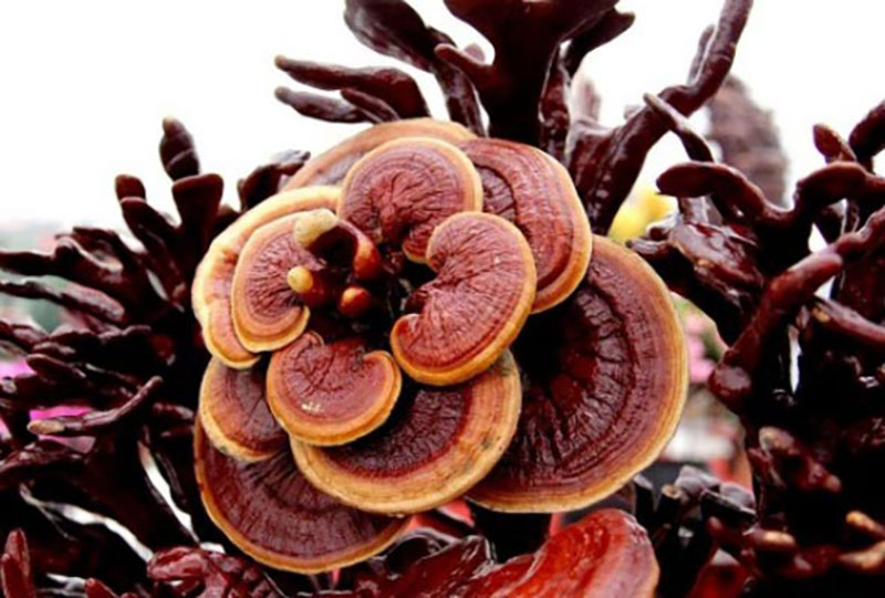 قارچ گانودرما و شادابی