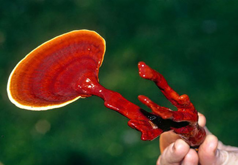 قارچ گانودرما و شادابی