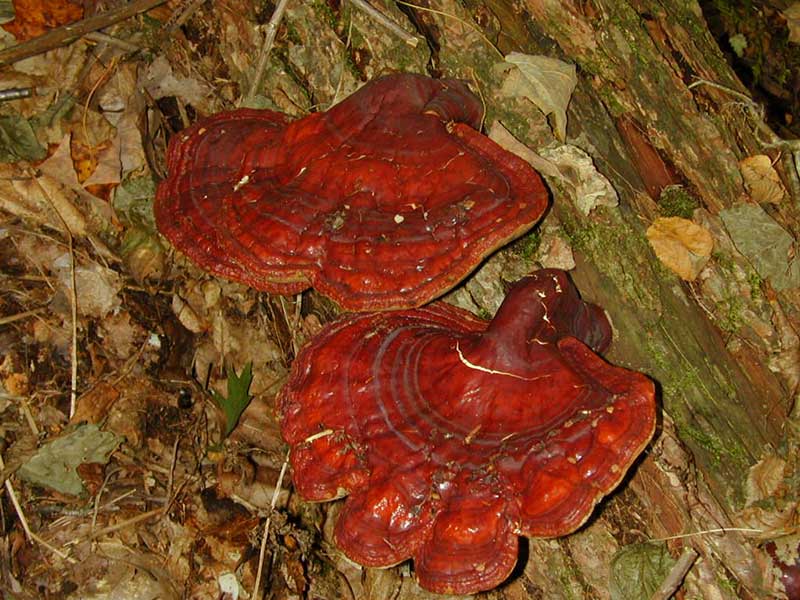 قارچ گانودرما و تعادل هورمونd