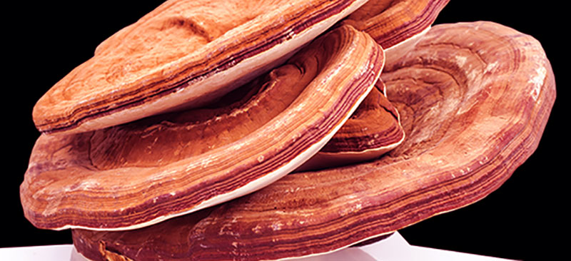 قارچ گانودرما و تعادل هورمونی