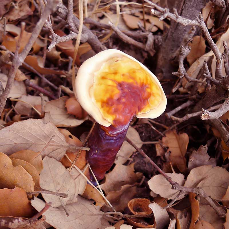 افزایش انرژی بدن با مصرف قارچ گانودرما