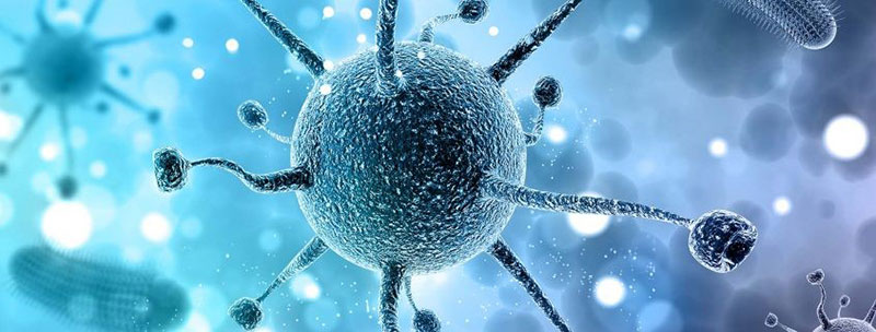 قارچ گانودرما و درمان عفونت