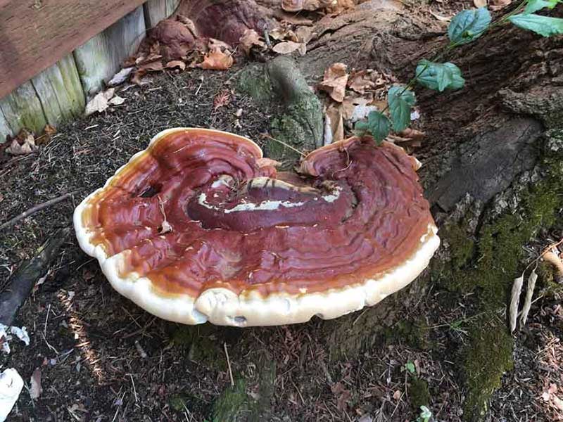 قارچ گانودرما و درمان عفونت