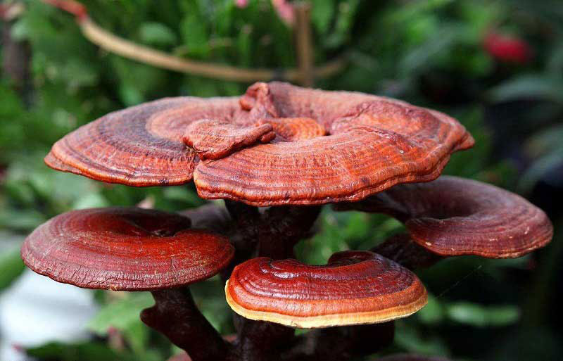 قارچ گانودرما و بیماری فشار خون