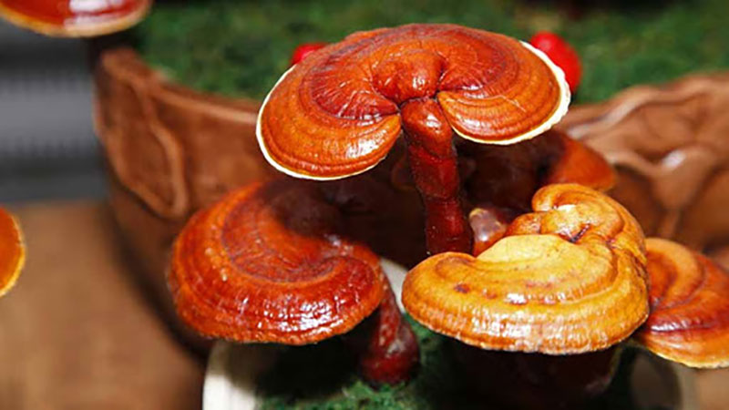 قارچ گانودرما و بیماری فشار خون