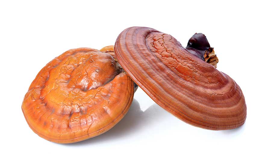 قارچ گانودرما لوسیدم