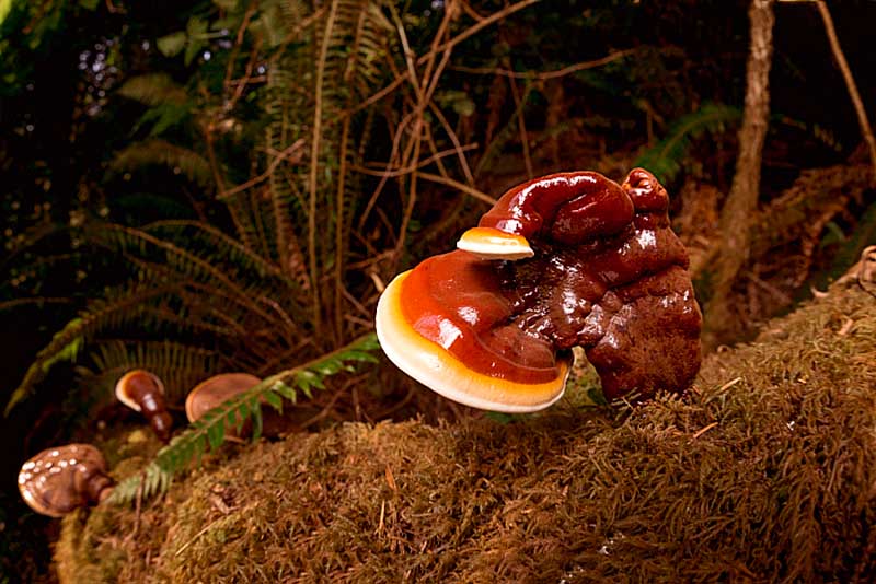 خواص قارچ گانودرما برای سلامتی و تقویت سیستم ایمنی