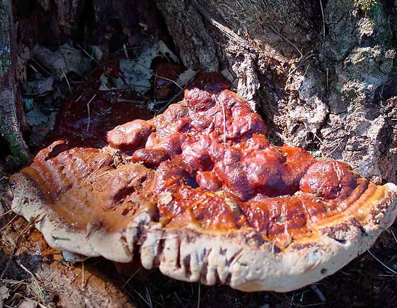 قارچ گانودرما