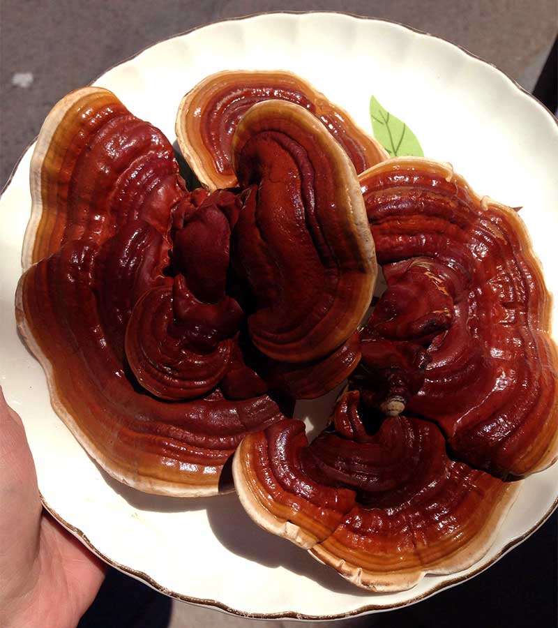 قارچ گانودرما