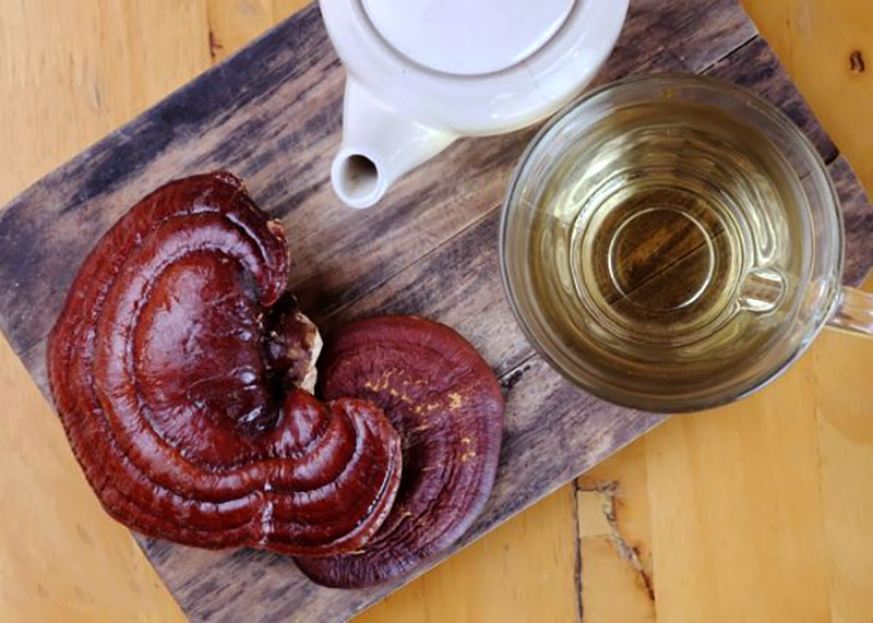 قارچ گانودرما و سرطان