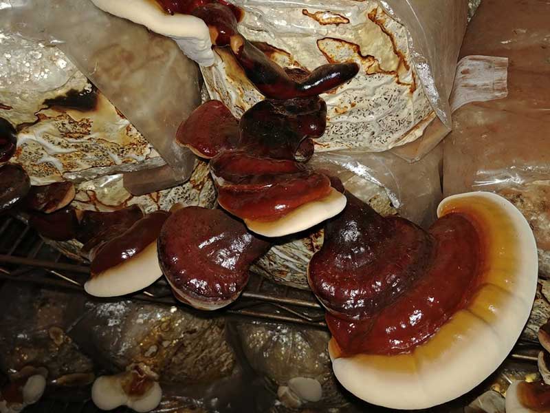 خواص گانودرما