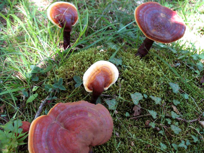 قارچ گانودرما و سرطان