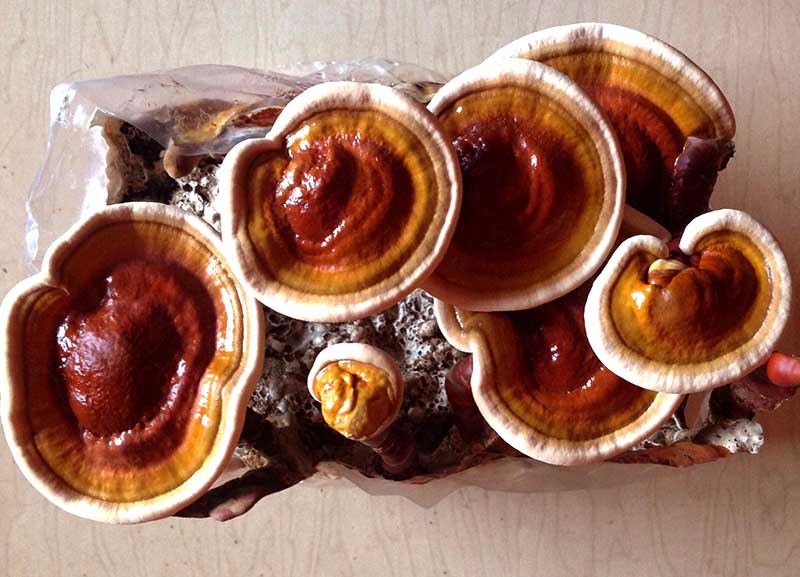 قارچ گانودرما و سرطان