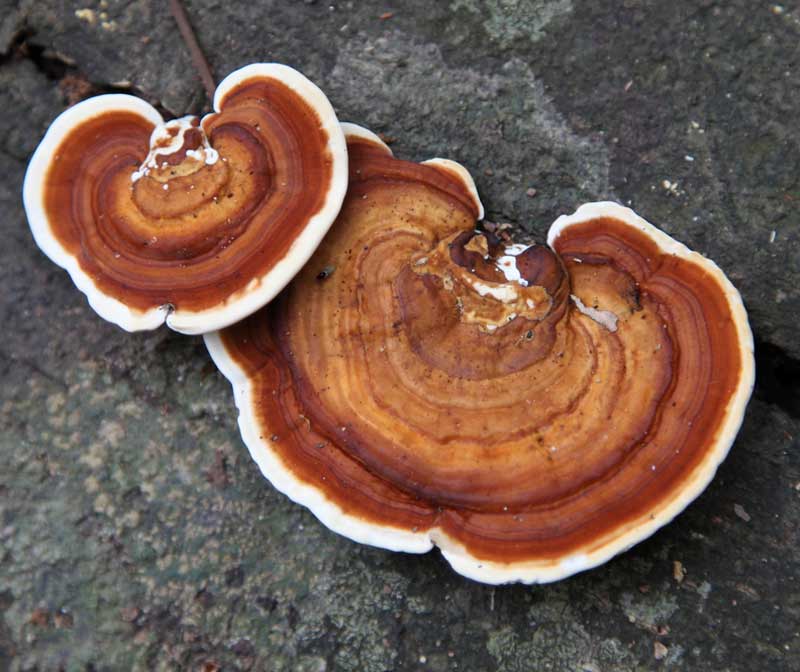 گانودرما و درمان بیماری ها