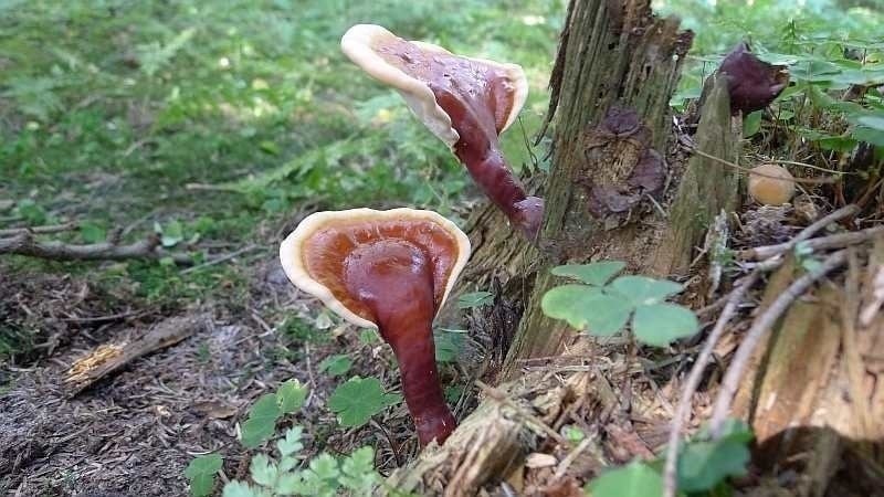 آشنایی با مواد بیولوژیکی فعال موجود در قارچ گانودرما اصل