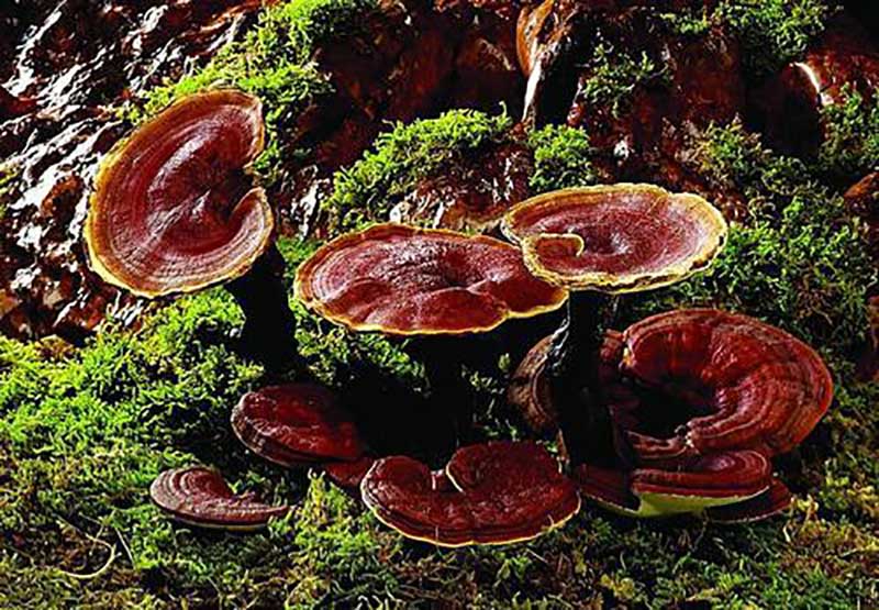 فوائد قارچ گانودرما