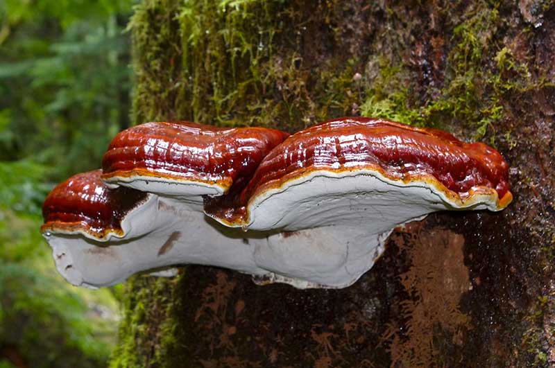 گانودرما و سلامت بدن