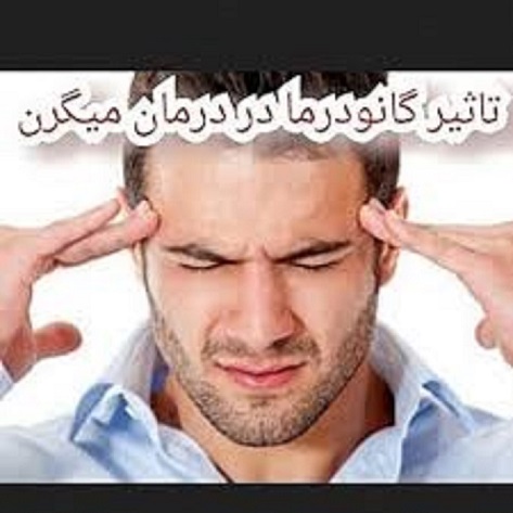فواید قارچ گانودرما برای درمان میگرن
