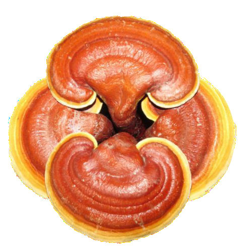 فواید قارچ گانودرما