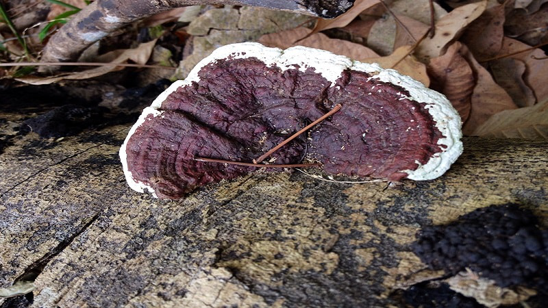 فواید قارچ گانودرما برای درمان بیماری ام اس