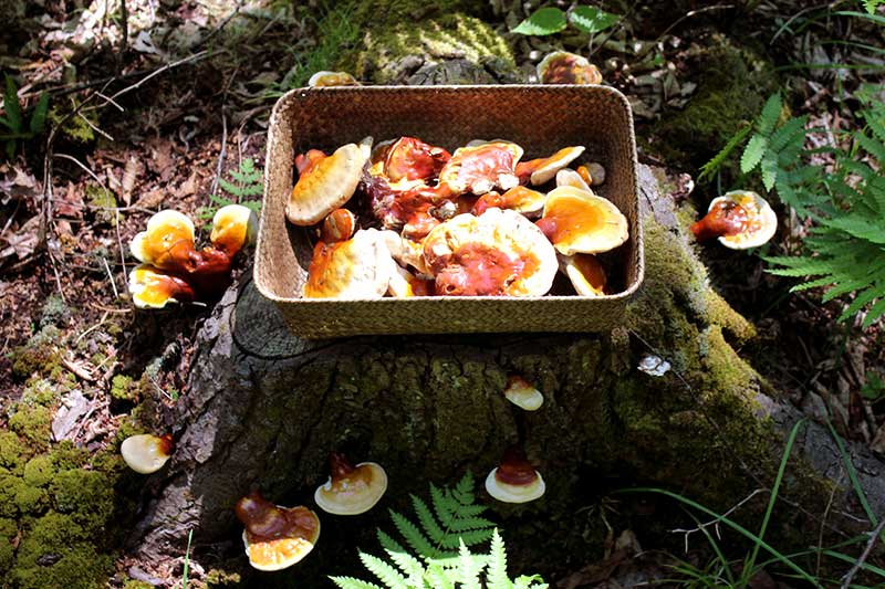 گانودرما و روماتیسم