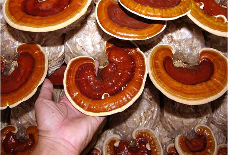 گانودرما و بیماری پانیک