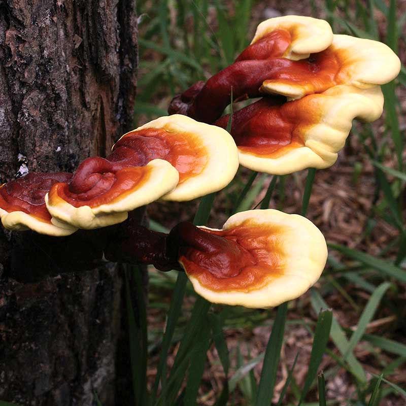 گانودرما و پارکینسون