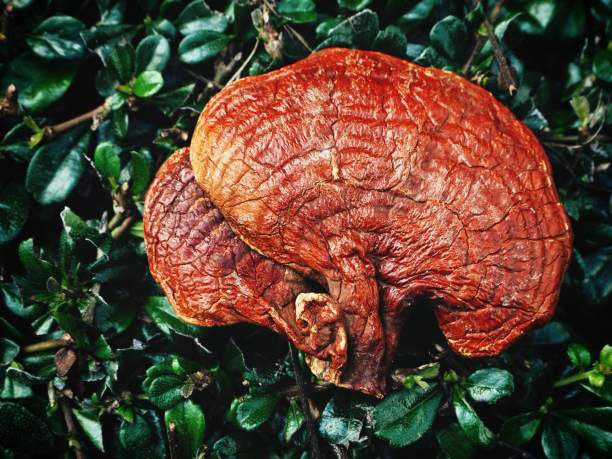 قارچ گانودرما و ایدز