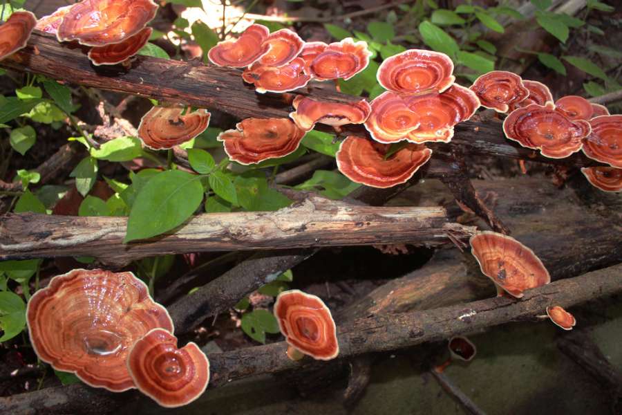 آشنایی با مهمترین فواید قارچ گانودرما و آزمایشات بالینی