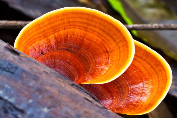 فواید قارچ گانودرما برای کنترل و پیشگیری از بیماری ایدز