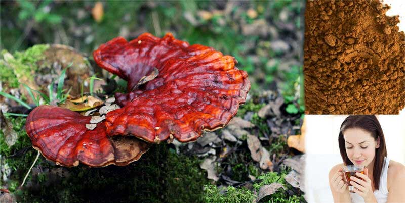 قارچ گانودرما