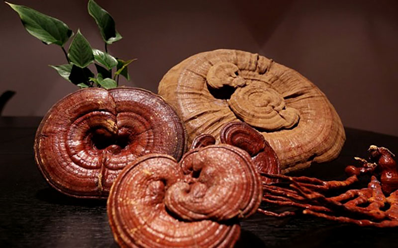 قارچ گانودرما و شادابی