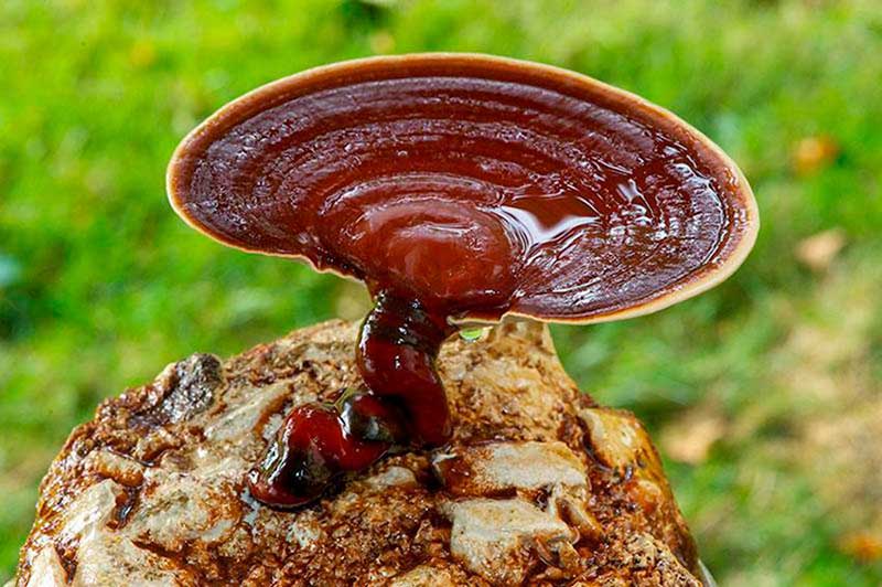 قارچ گانودرما و تعادل هورمونی