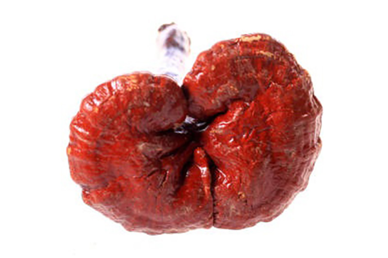 قارچ گانودرما