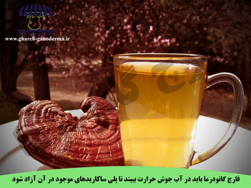 نحوه مصرف قارچ گانودرما