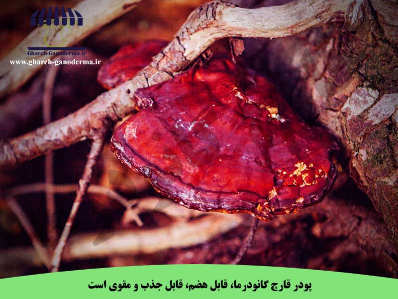 گانودرما آسیاب شده