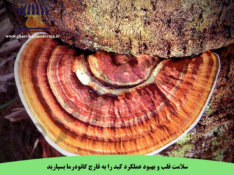 قارچ گانودرما و افزایش سلامت عمومی جامعه
