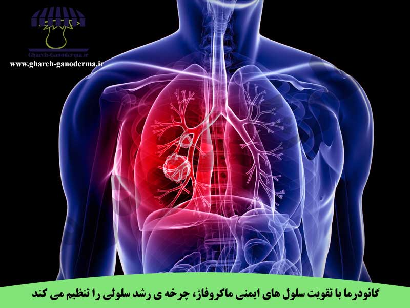 درمان تومورهای ریه با قارچ گانودرما